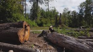 Why Choose Our Tree Removal Services in Pine Grove, CA?