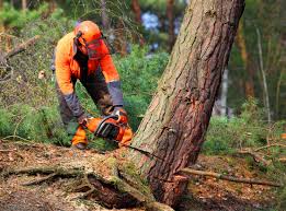 Seasonal Cleanup in Pine Grove, CA