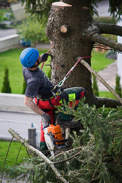 Best Stump Grinding and Removal  in Pine Grove, CA