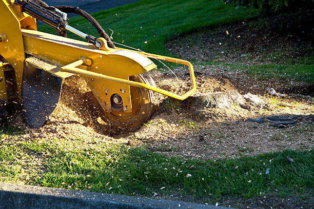 Best Palm Tree Trimming  in Pine Grove, CA