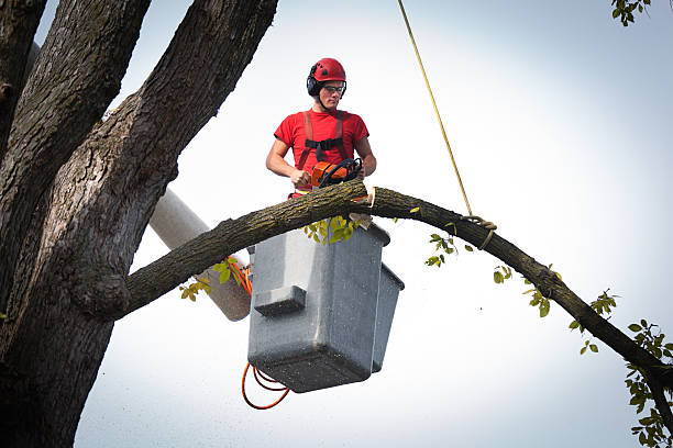 Best Utility Line Clearance  in Pine Grove, CA